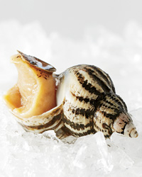 Sustainable Seafood: Whelks