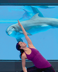 Healthy Vacations: Yoga Among Dolphins