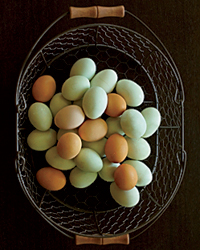 Natalie Coughlin: Fresh Eggs