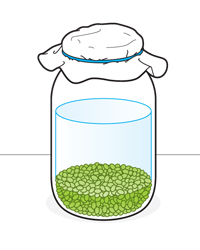 Sprouting: A Step-By-Step Guide
